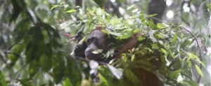 orangutanexperience